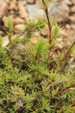 Minuartia laricina
