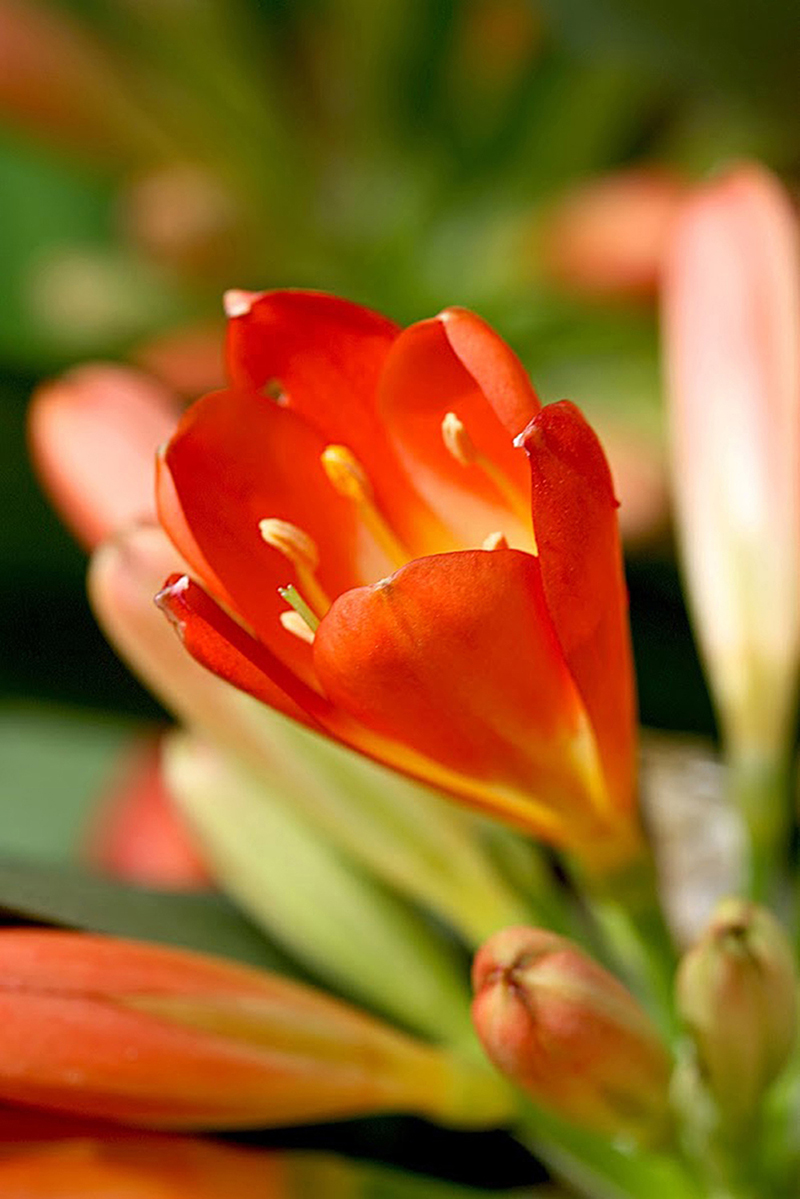 Image of Clivia miniata specimen.