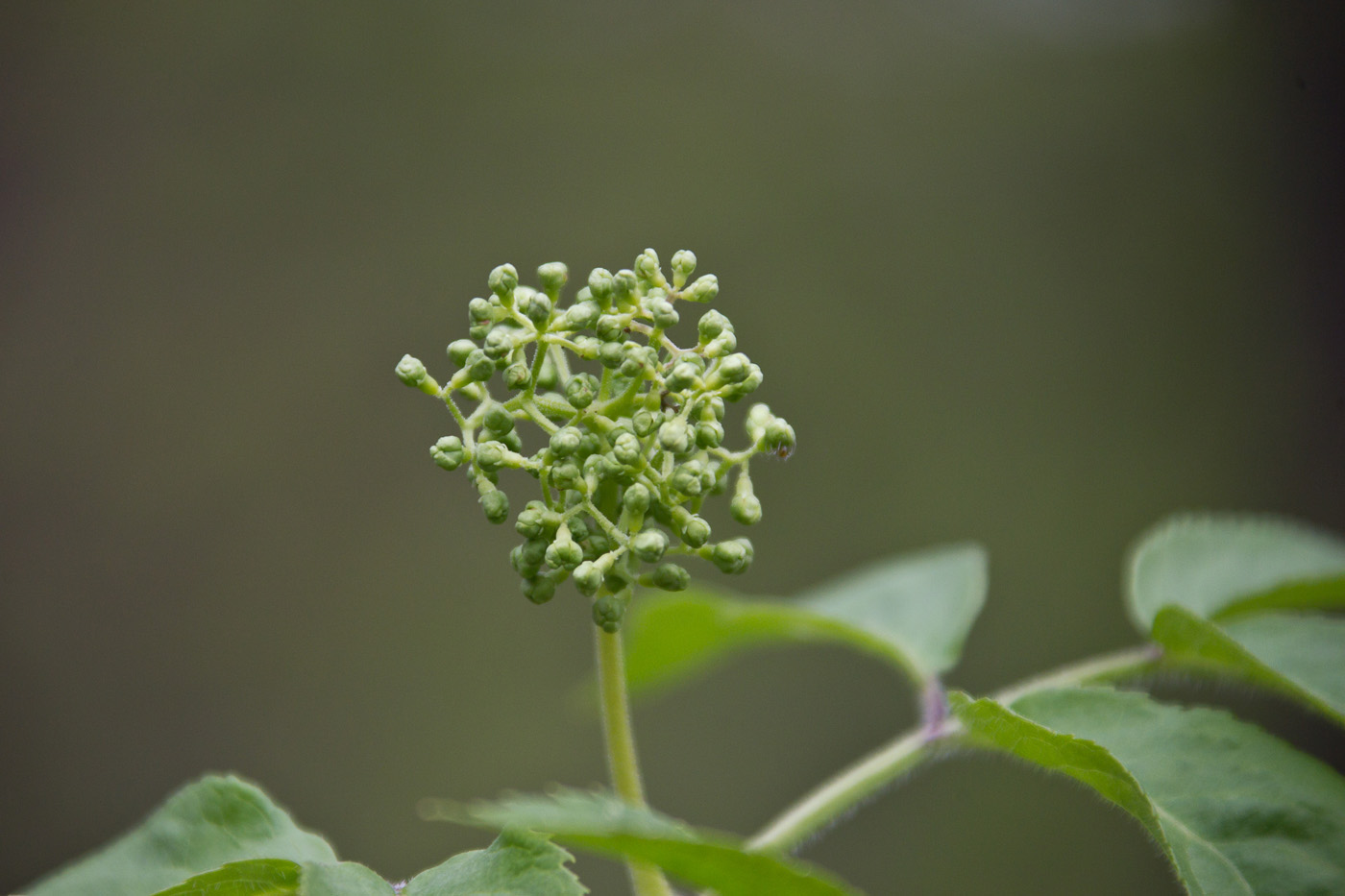 Image of Sambucus sibirica specimen.