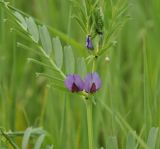 Vicia sativa