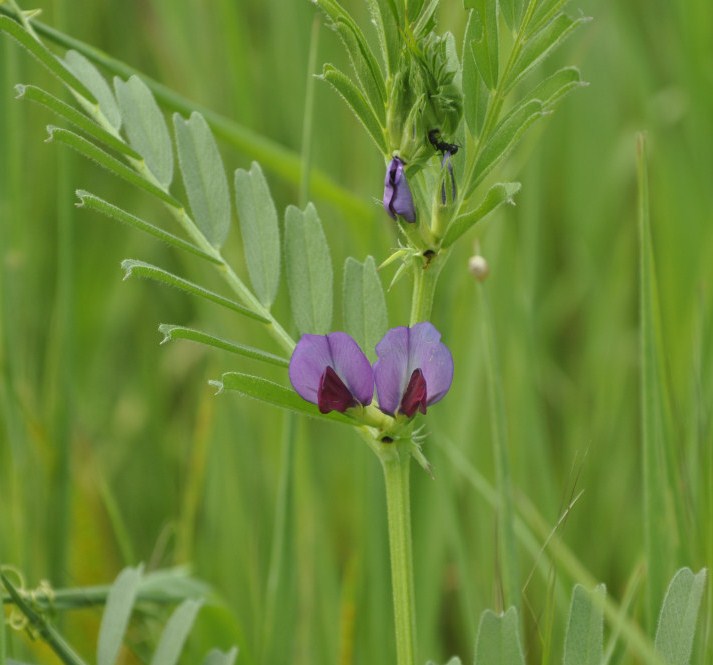 Image of Vicia sativa specimen.