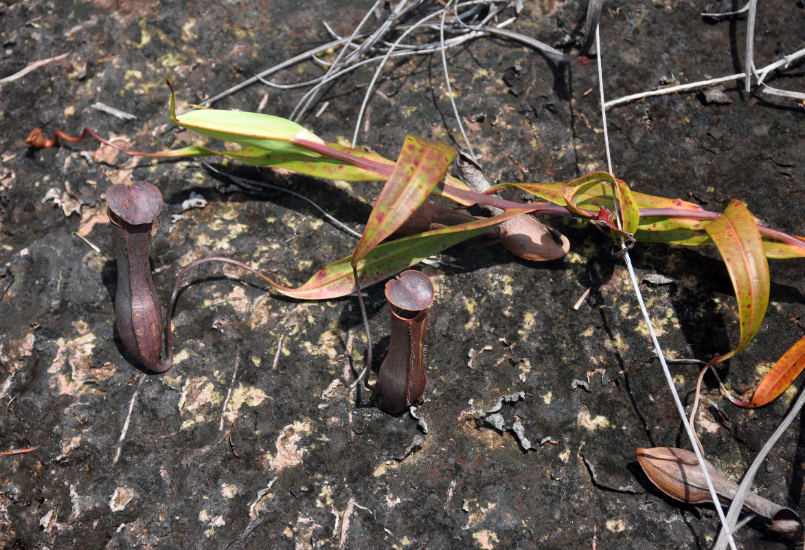 Изображение особи Nepenthes gracilis.