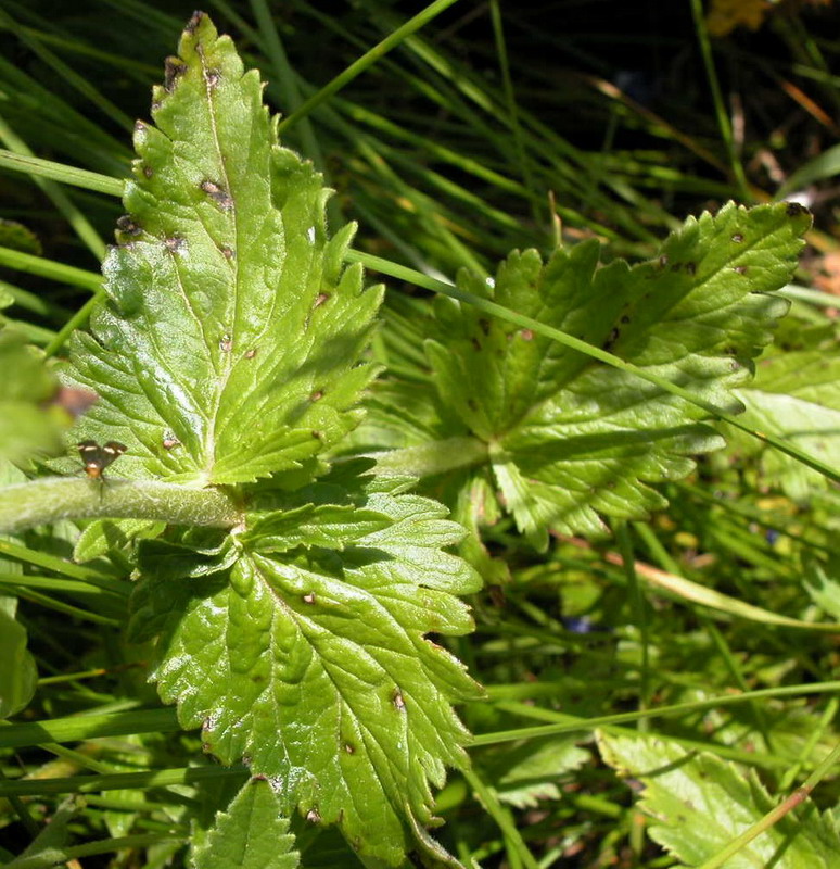 Изображение особи Veronica teucrium.