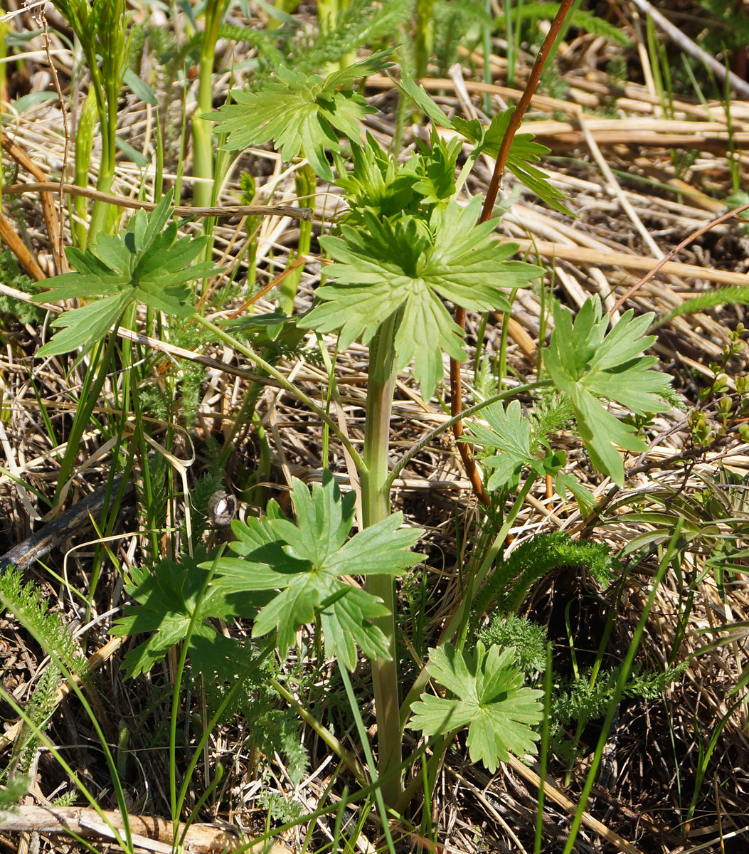 Image of Delphinium dictyocarpum specimen.