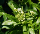 Armoracia rusticana