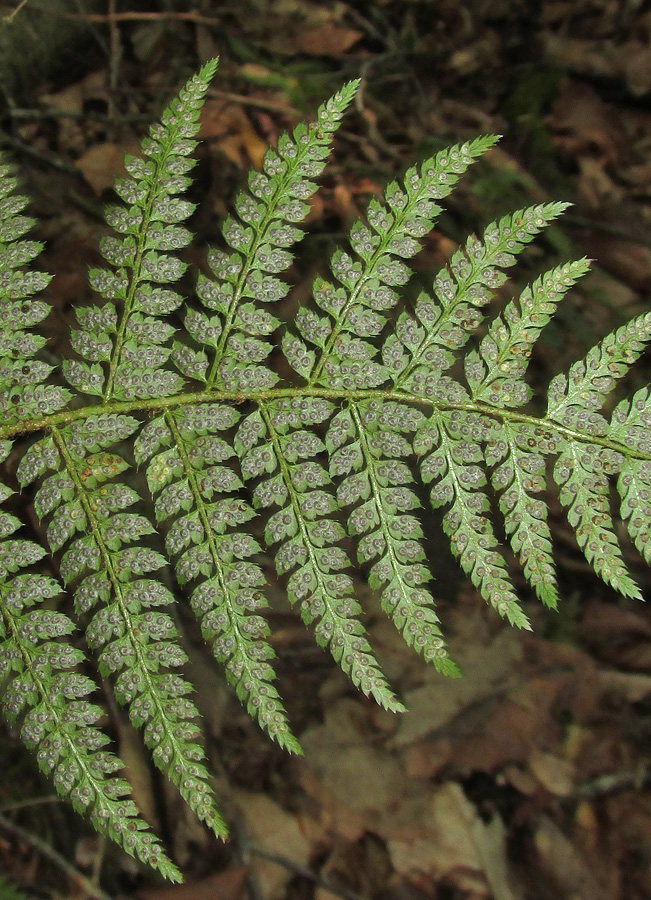 Image of Polystichum setiferum specimen.