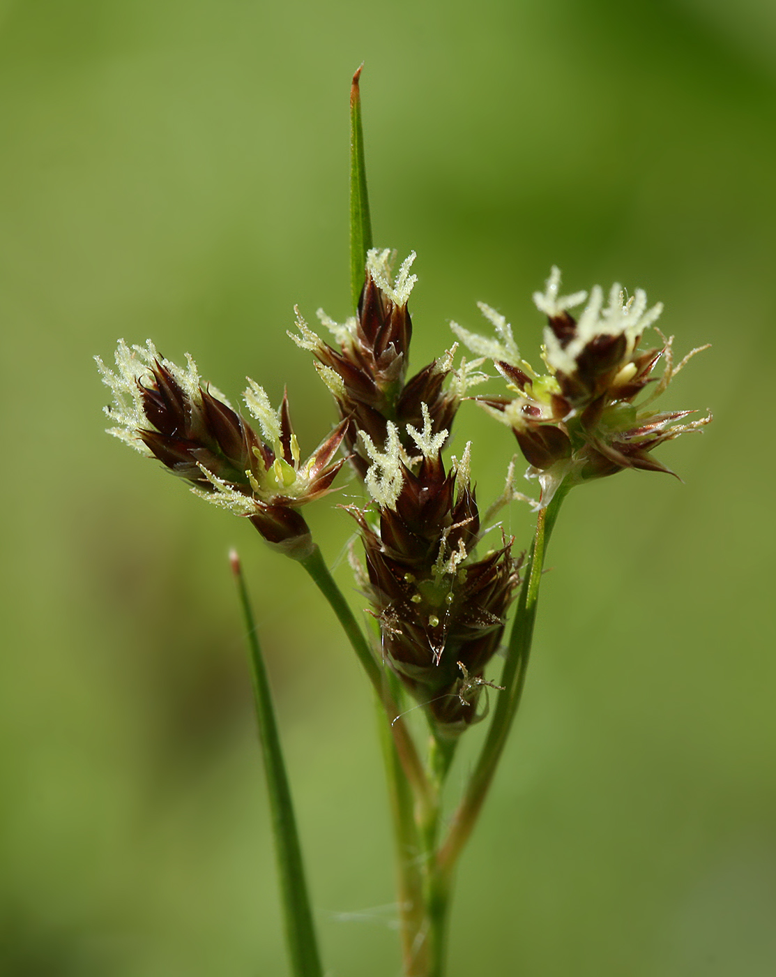 Image of Luzula multiflora specimen.