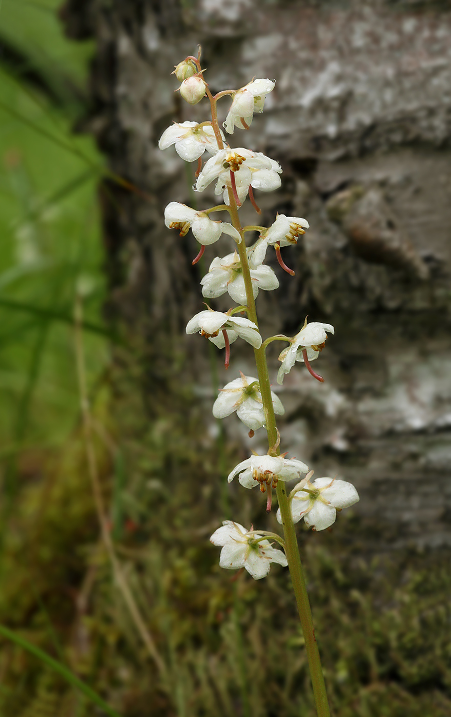 Изображение особи Pyrola rotundifolia.