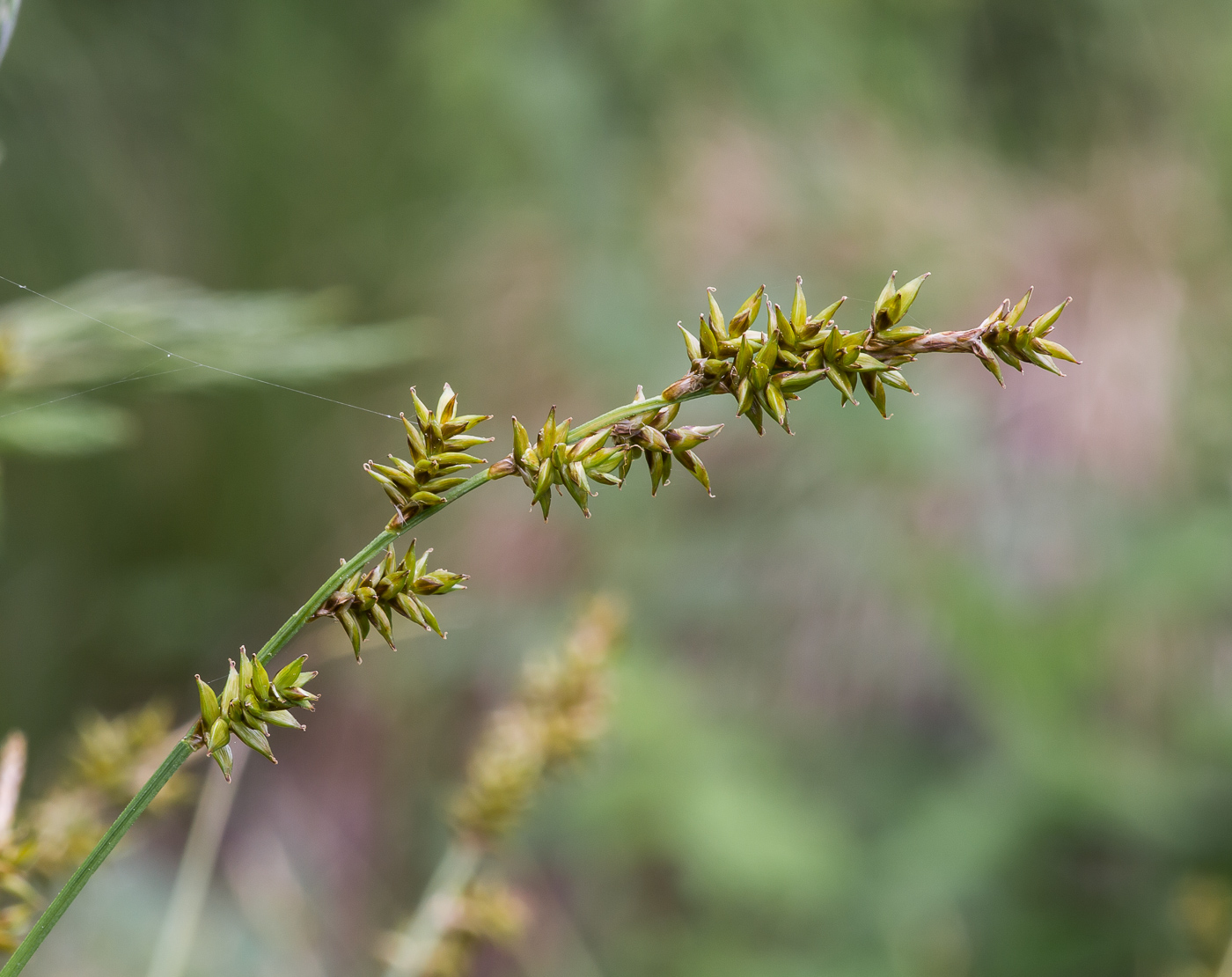 Изображение особи Carex elongata.