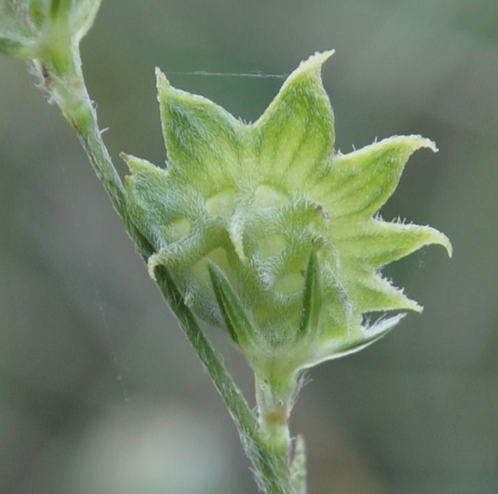 Image of Onobrychis aequidentata specimen.