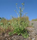 Crepis rhoeadifolia