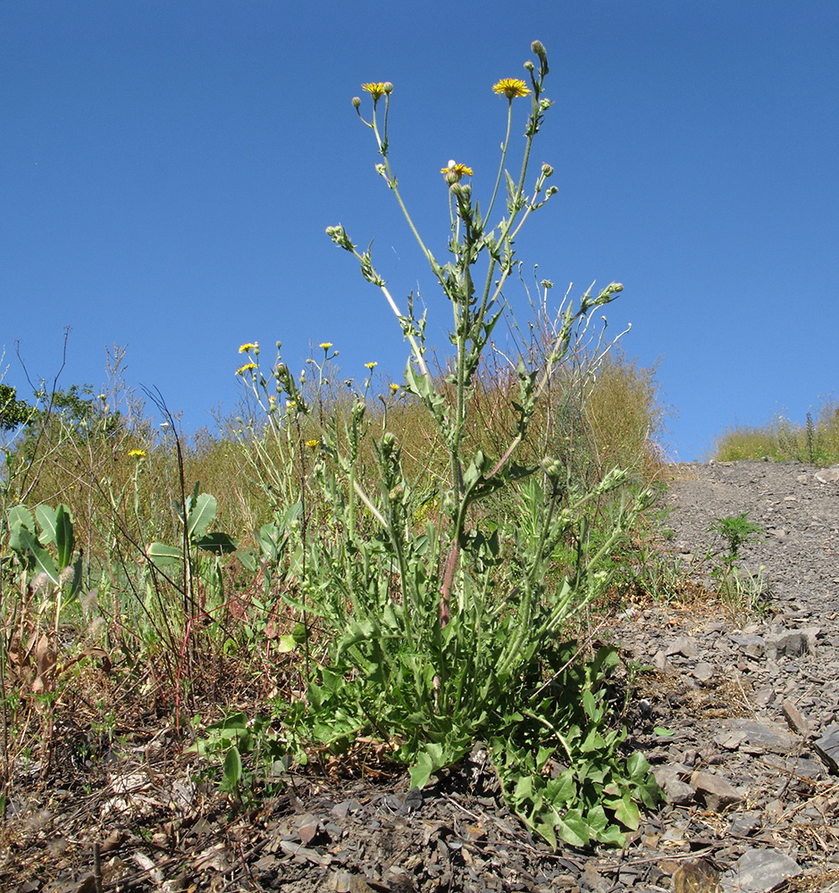 Изображение особи Crepis rhoeadifolia.