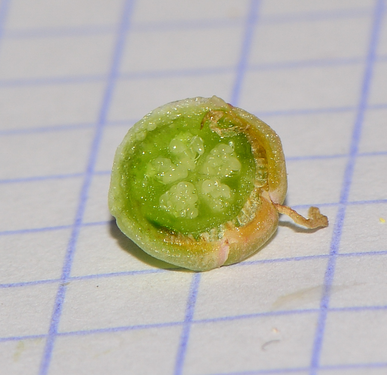 Image of Lampranthus deltoides specimen.