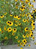 Rudbeckia triloba. Цветущее растение. Волгоград, проспект Ленина, у Дома офицеров, в культуре. 25.07.2016.