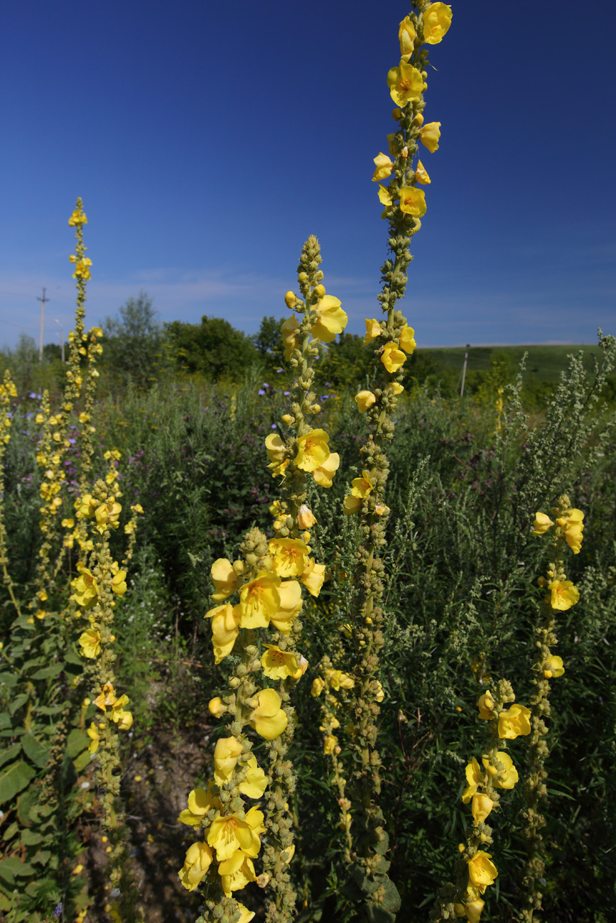 Image of Verbascum phlomoides specimen.