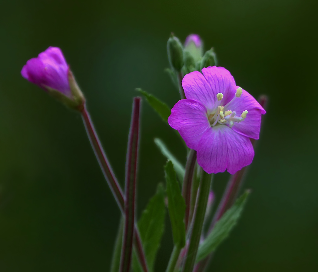 Изображение особи Epilobium hirsutum.