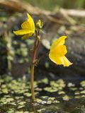Utricularia &times; neglecta