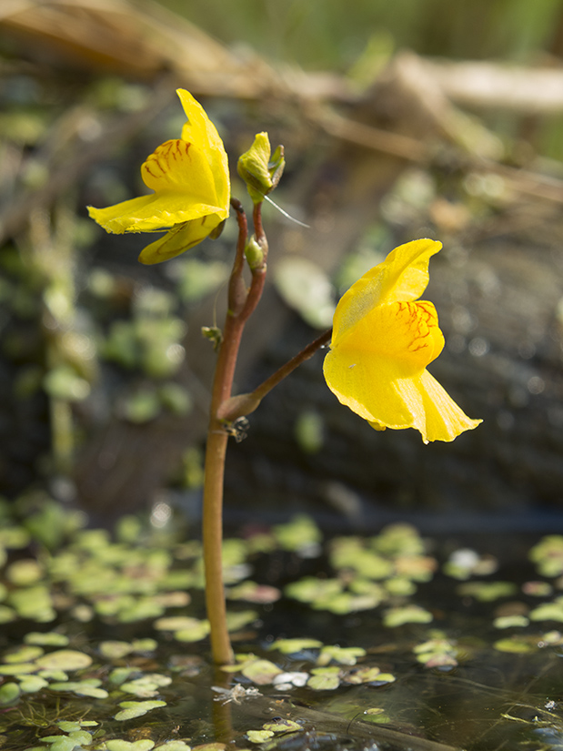 Изображение особи Utricularia australis.