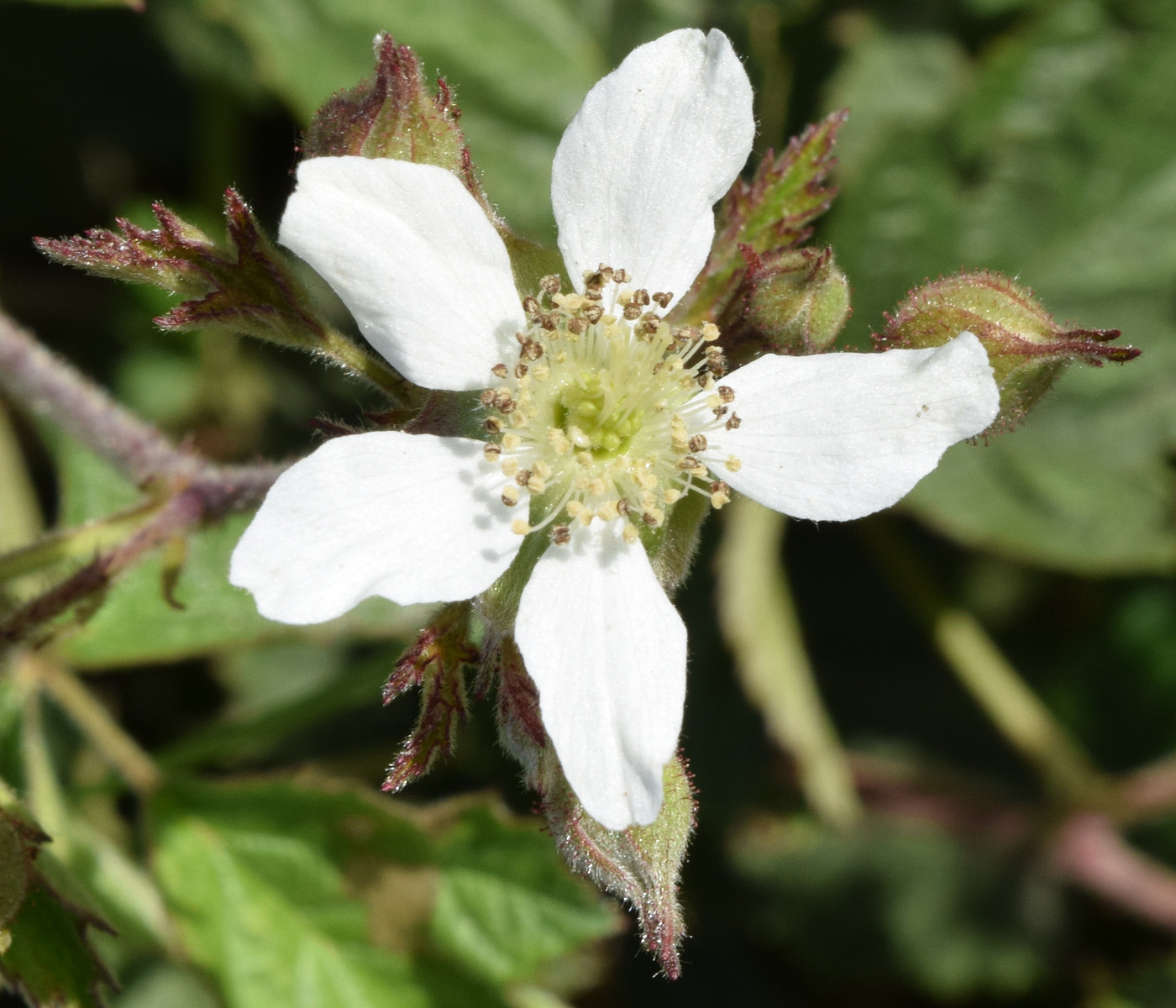 Изображение особи Rubus caesius.