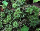 familia Mniaceae