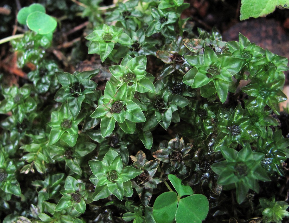 Image of familia Mniaceae specimen.