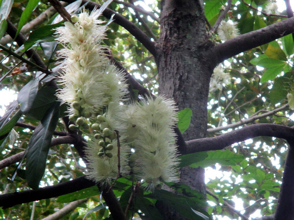 Image of Barringtonia calyptrata specimen.