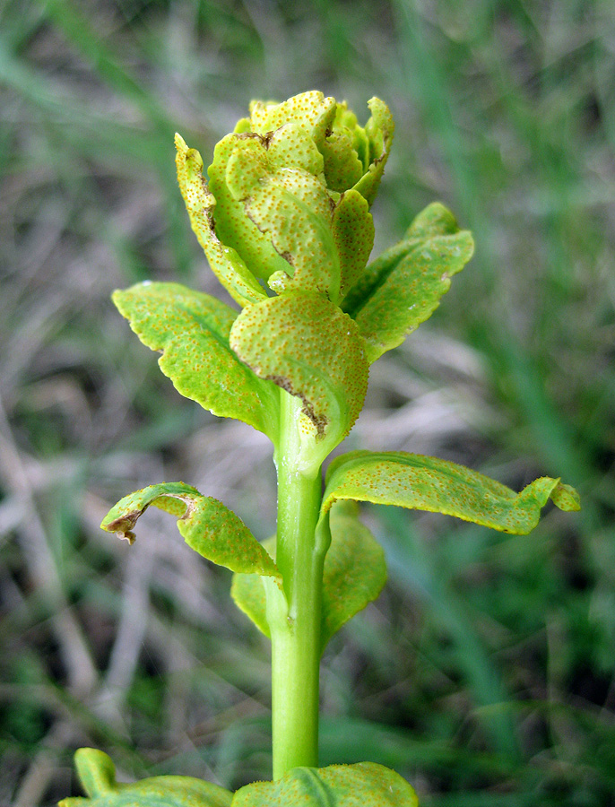 Изображение особи род Euphorbia.