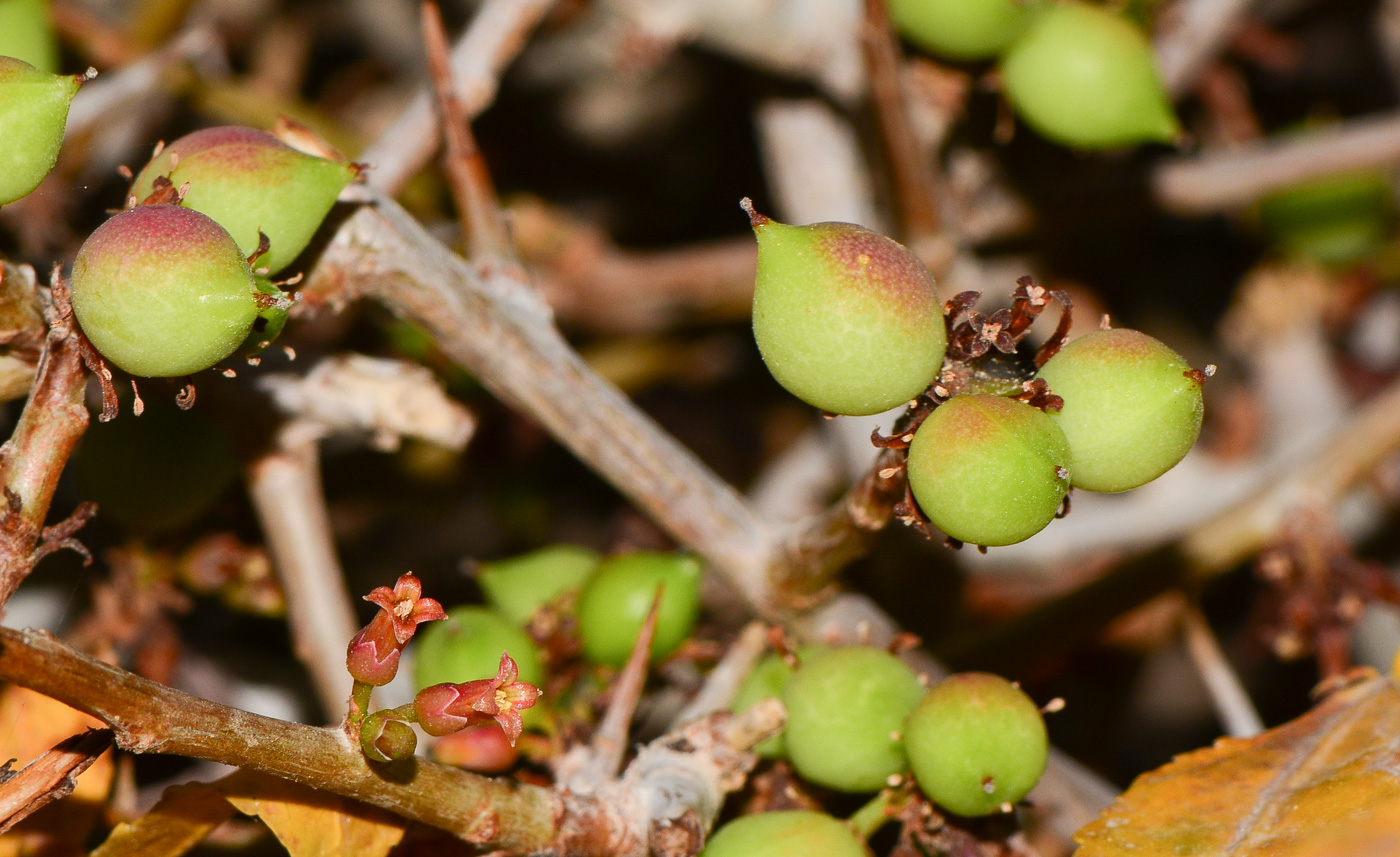 Image of Commiphora habessinica specimen.