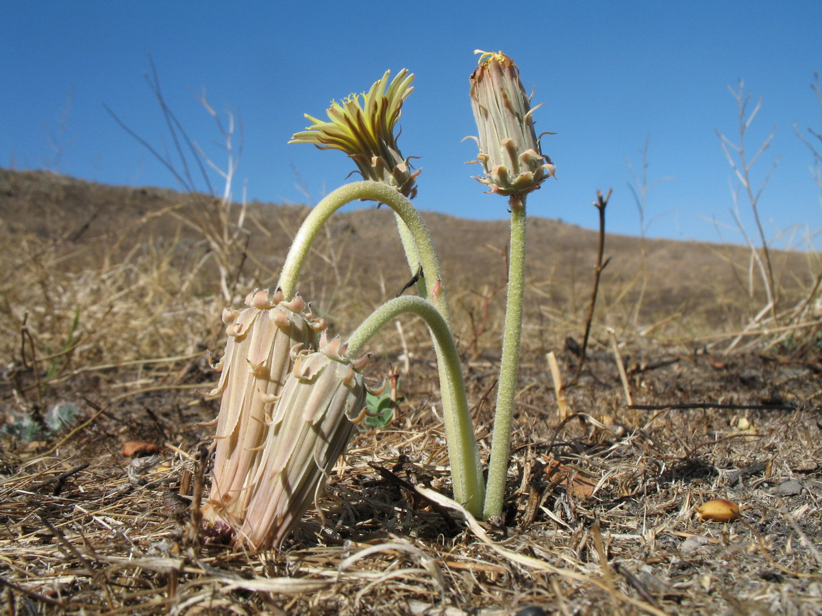 Image of Taraxacum turcomanicum specimen.