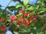 Euonymus europaeus. Ветка с плодами. Москва, ГБС РАН. 20.09.2017.