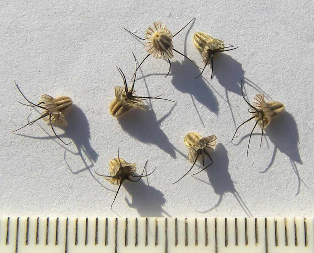 Image of Scabiosa bipinnata specimen.