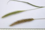 Setaria viridis