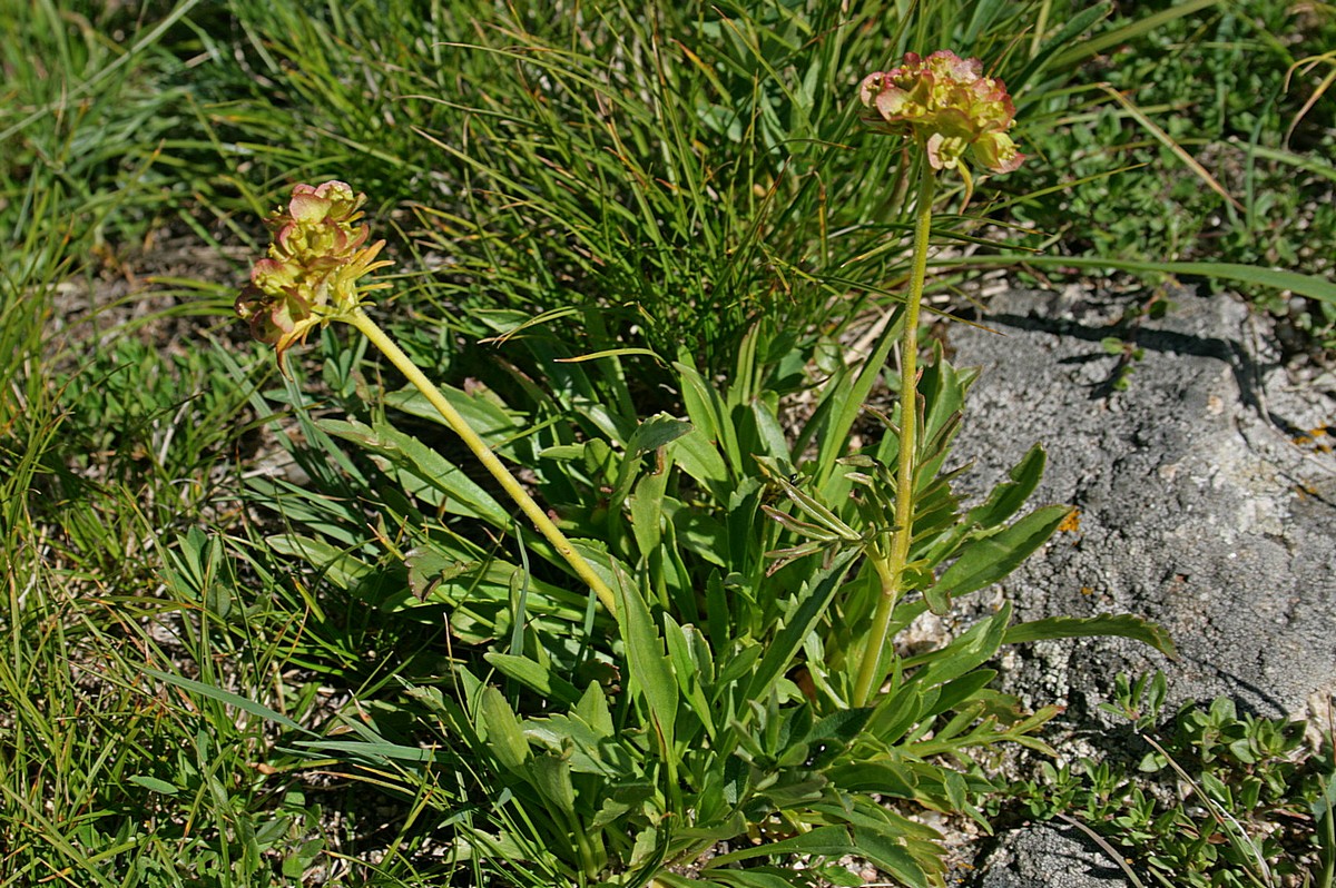 Image of Patrinia sibirica specimen.