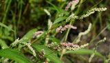 Persicaria lapathifolia. Часть побега с белыми соцветиями. Восточный Казахстан, г. Усть-Каменогорск, правый берег р. Иртыш, заболоченный луг. 09.08.2017.