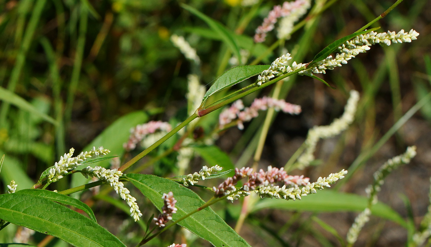Image of Persicaria lapathifolia specimen.