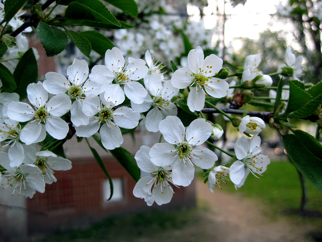 Изображение особи Cerasus vulgaris.