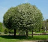 Cerasus vulgaris. Группа цветущих деревьев (f. umbraculifera, привитая на штамбе). Чехия, г. Прага, ботанический сад, в культуре. 22.04.2008.