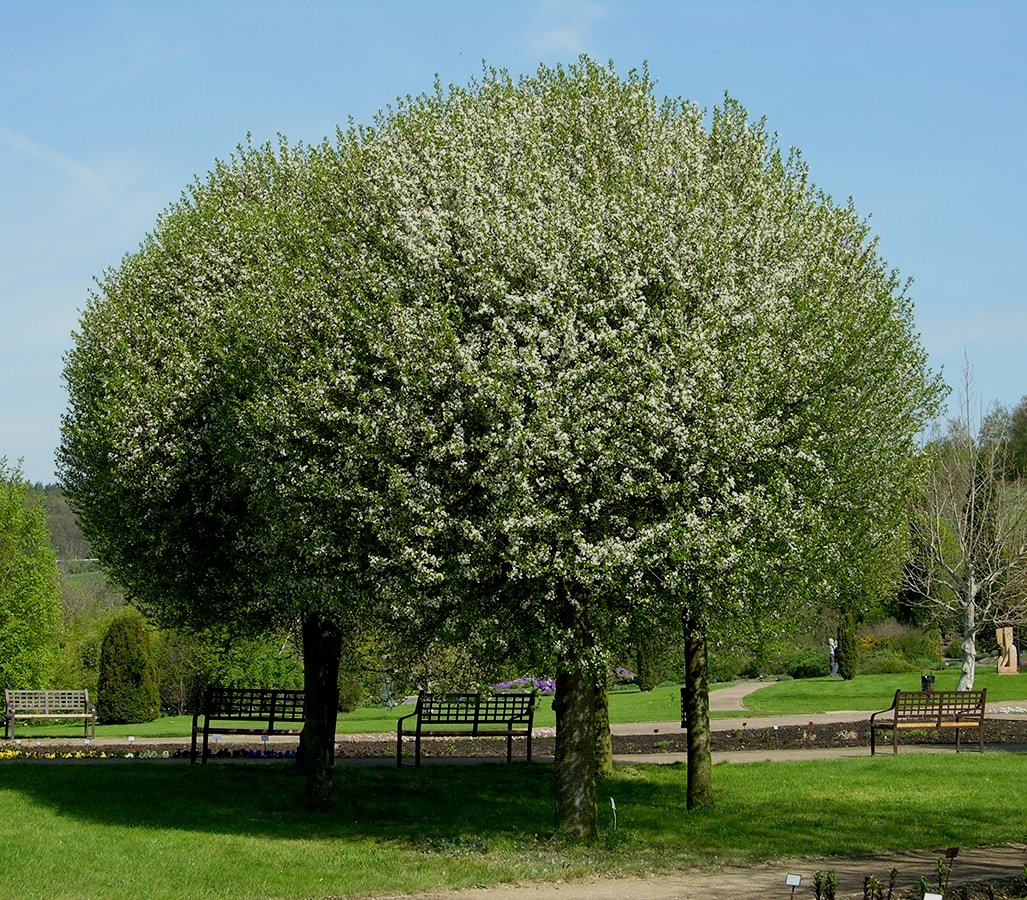 Изображение особи Cerasus vulgaris.