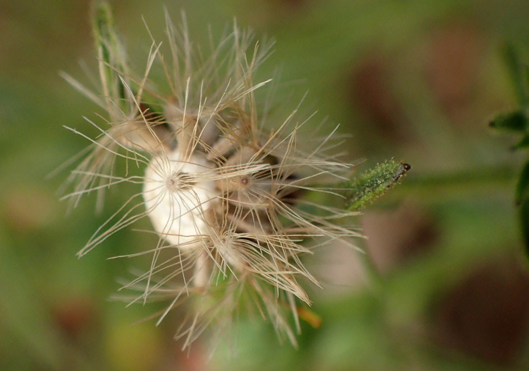 Image of Dittrichia graveolens specimen.