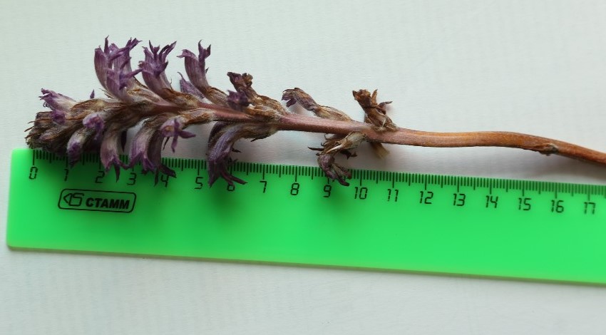 Image of Phelipanche caesia specimen.