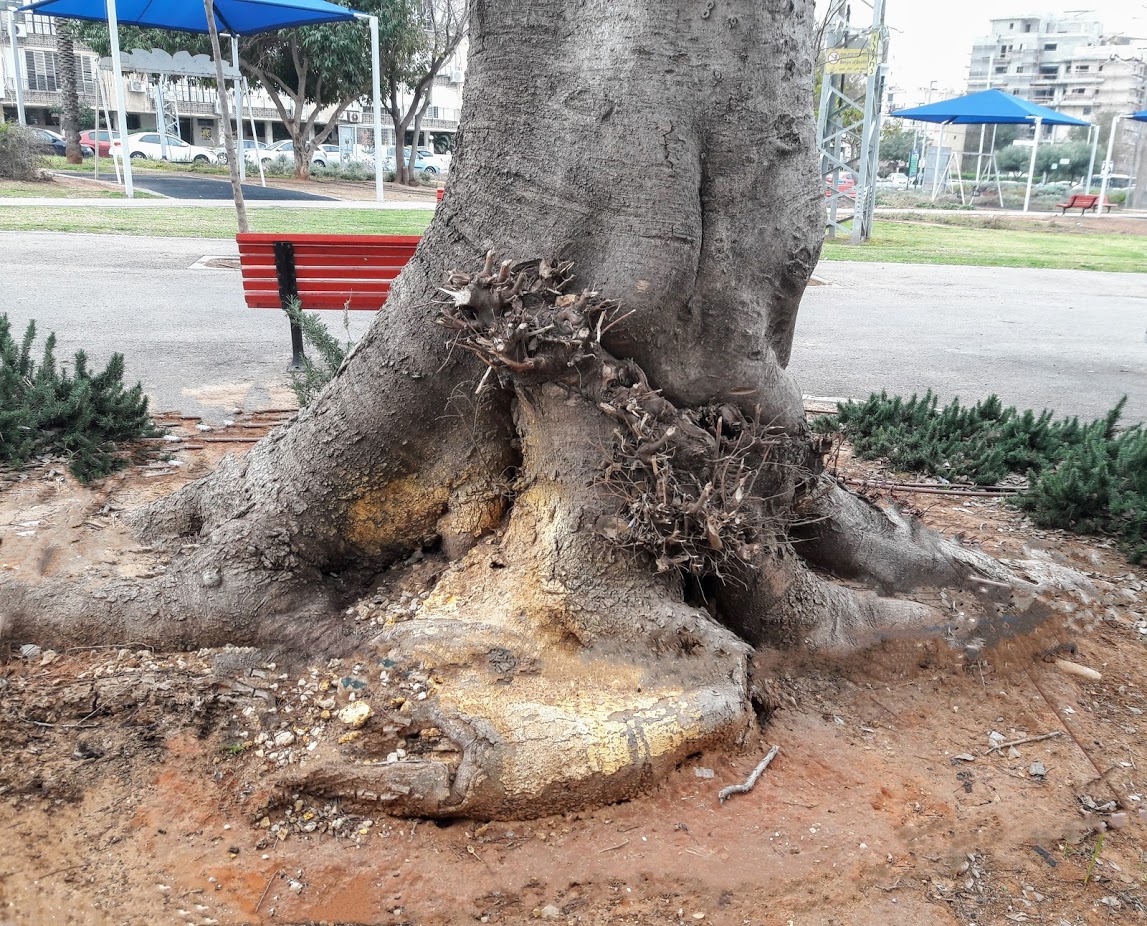 Изображение особи Celtis australis.