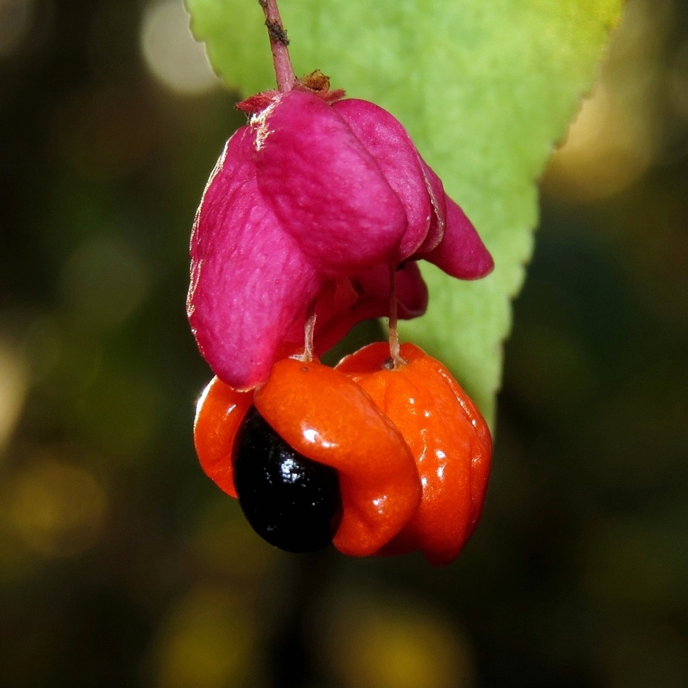 Image of Euonymus verrucosus specimen.