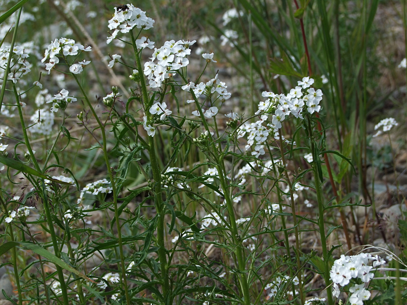 Image of Dontostemon pinnatifidus specimen.