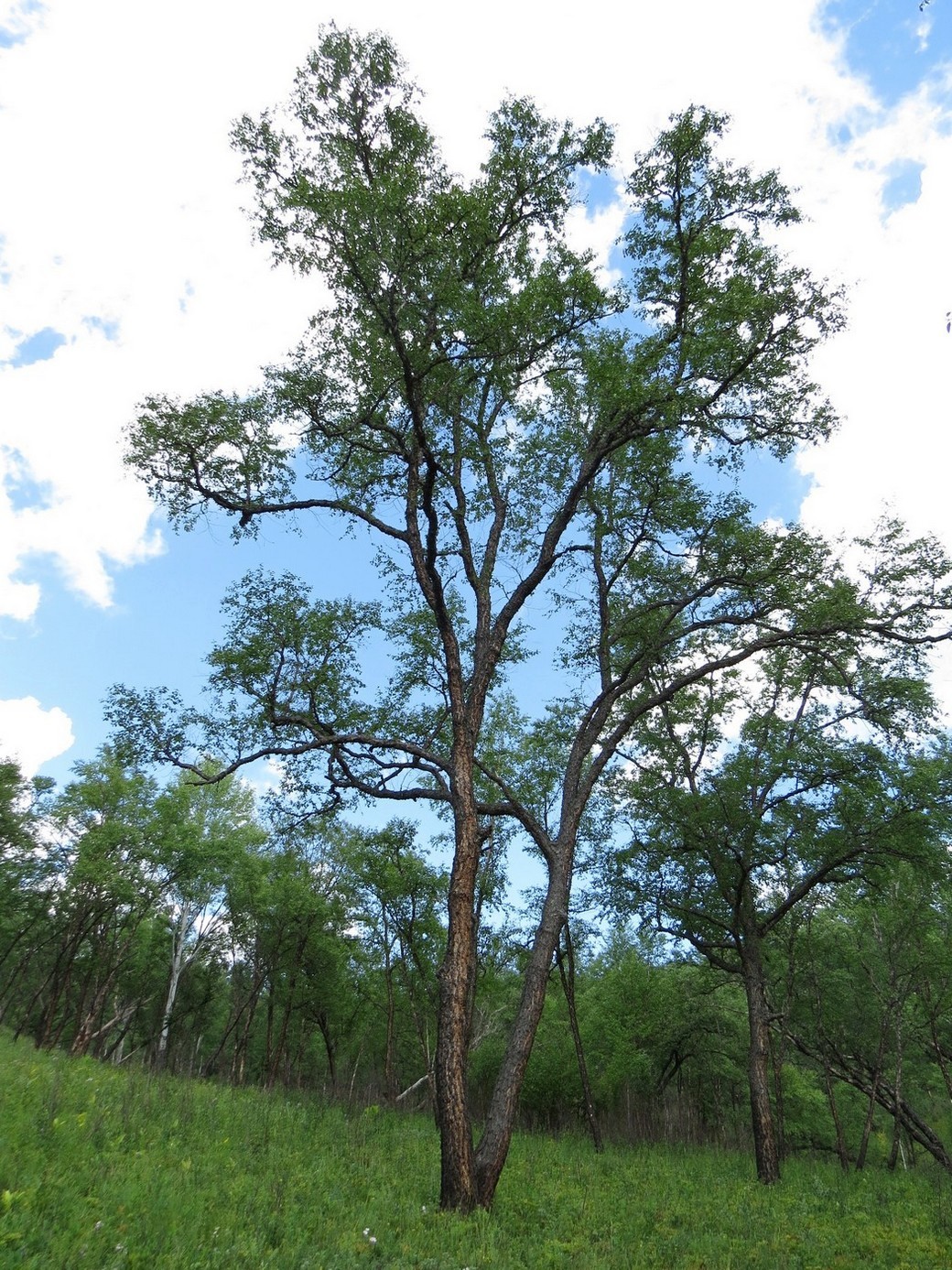 Изображение особи Betula dauurica.