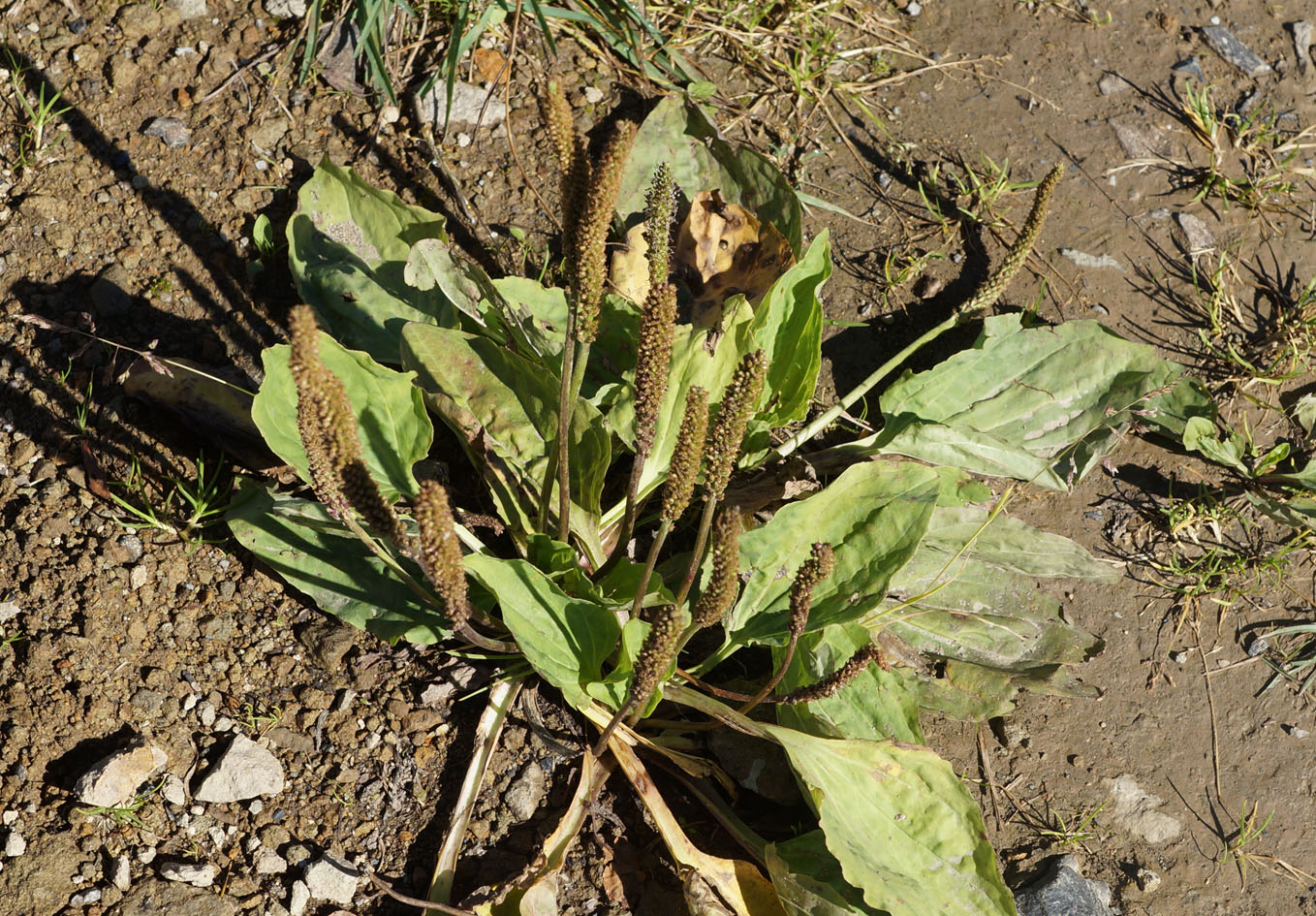 Image of Plantago major specimen.