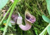 Aristolochia pontica. Цветки. Грузия, Аджария, Хелвачаурский муниципалитет, окр. с. Мирвети, влажный самшитовый лес. 10.05.2017.