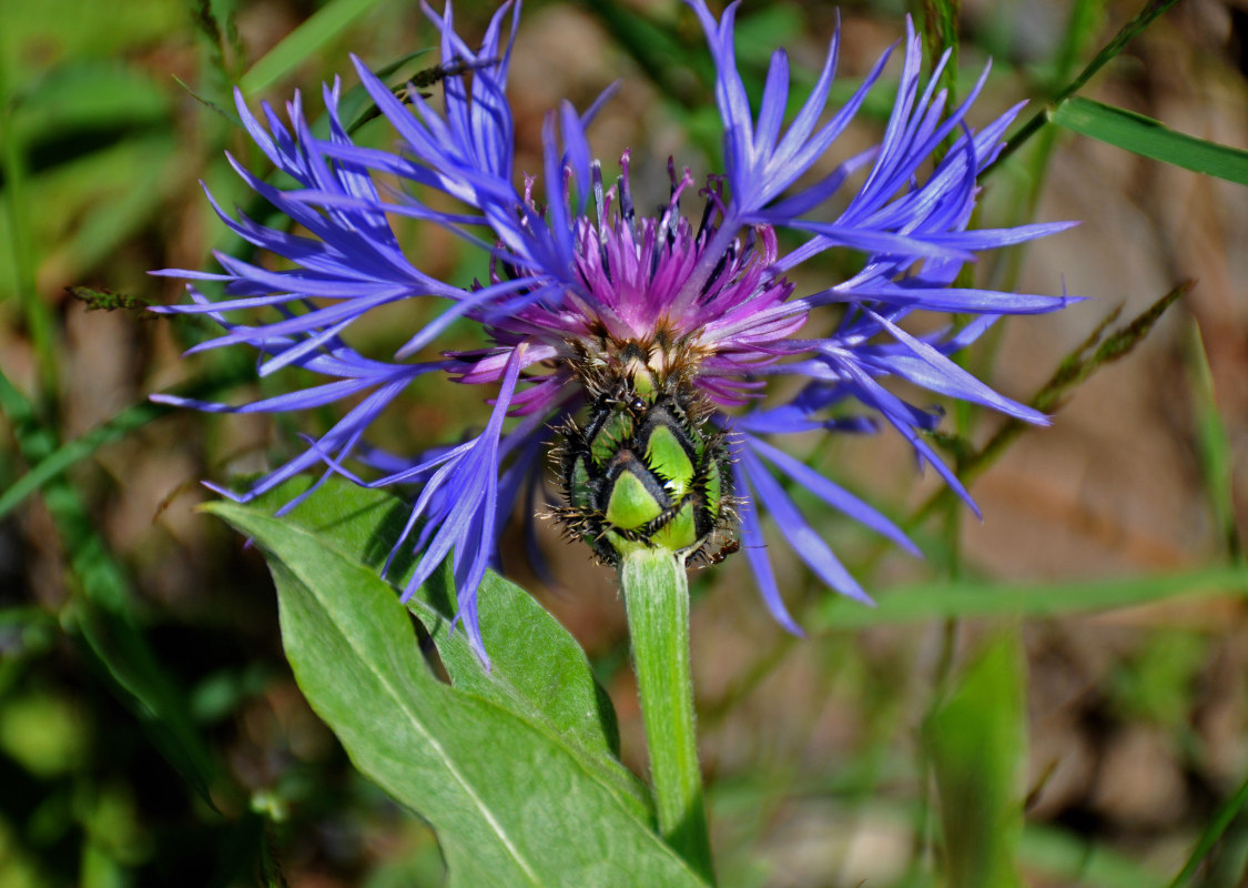 Image of Centaurea nigrofimbria specimen.