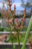Rumex acetosa. Часть соцветия. Свердловская обл., окр. г. Североуральск, дачный участок. 16.07.2017.