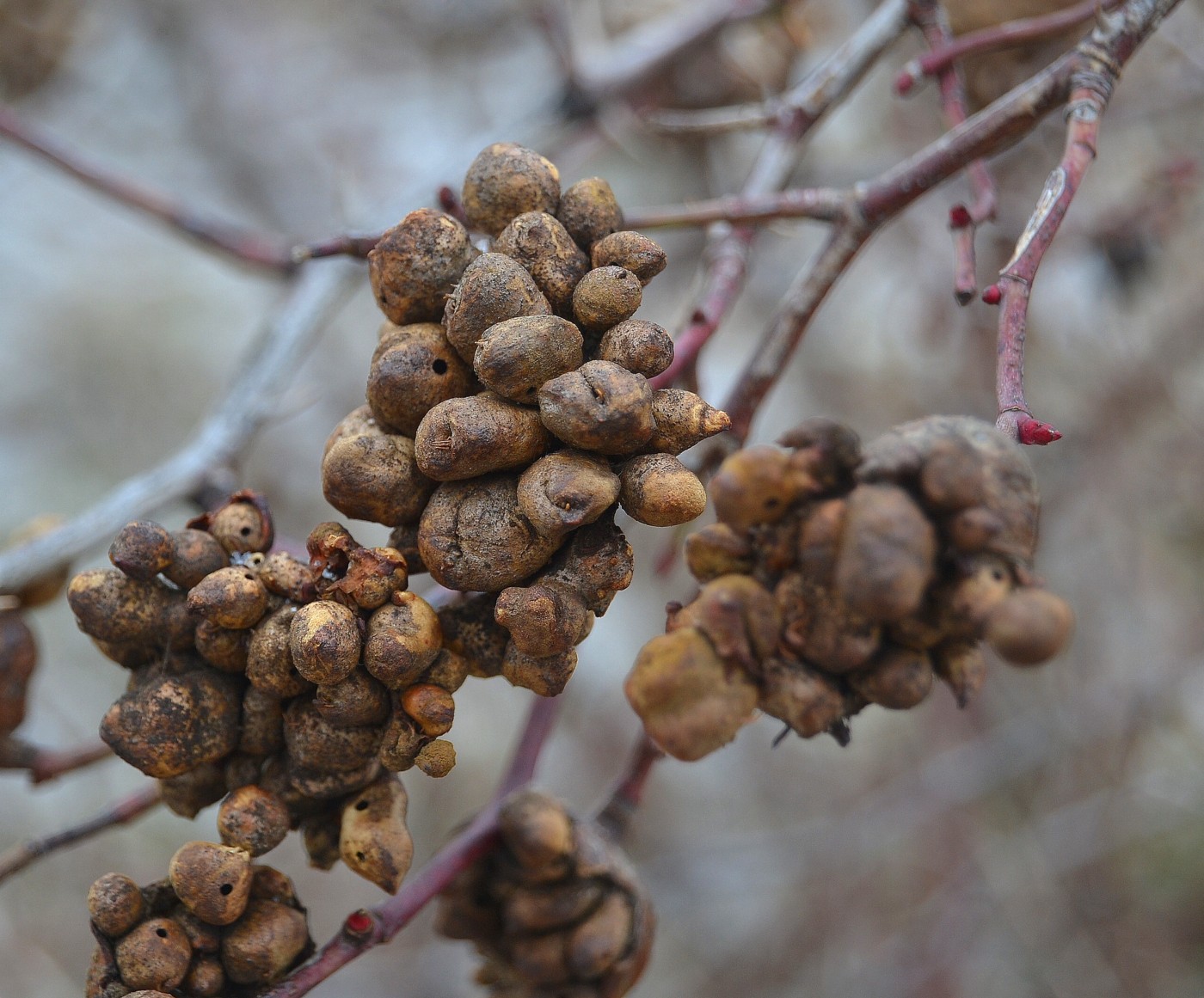 Изображение особи Rosa canina.