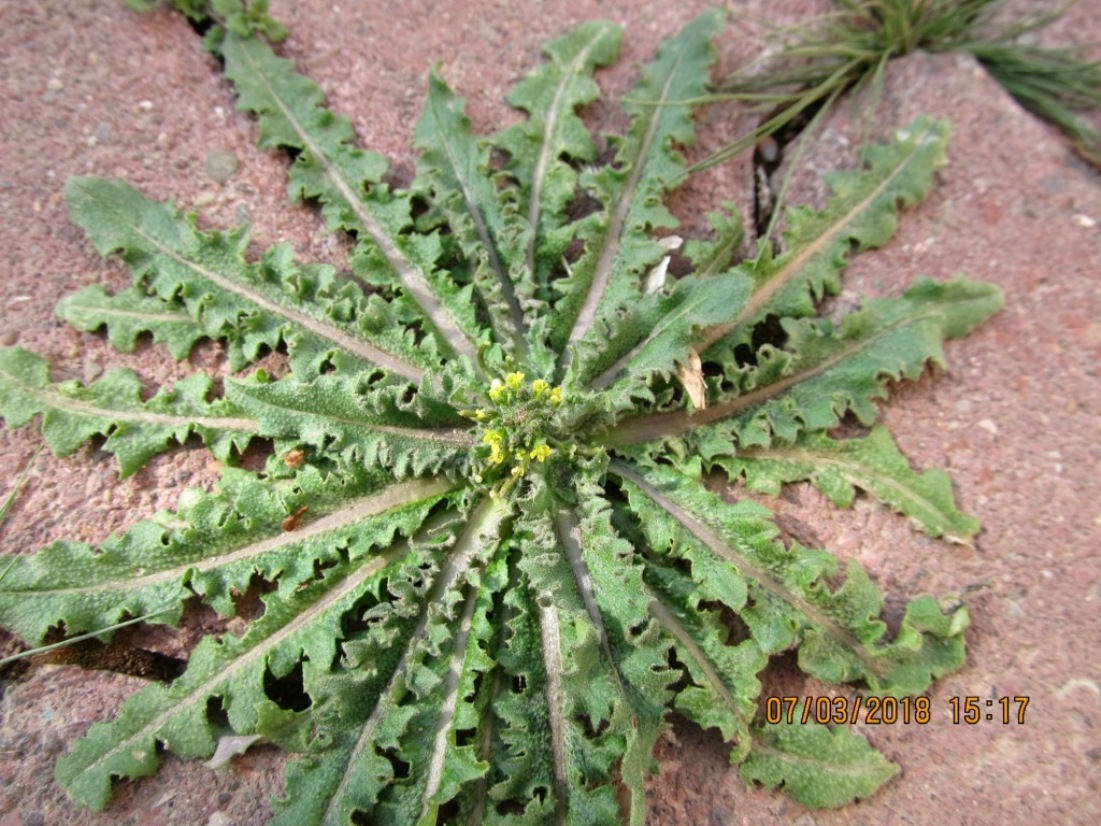 Изображение особи семейство Brassicaceae.